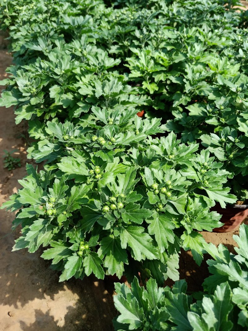千头菊观赏菊大菊花九月菊菊球