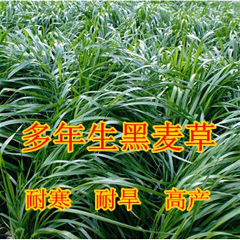 进口耐寒牧草种子多年生黑麦草种子四季常青鸡鸭鹅猪牛羊鱼草