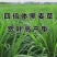 进口耐寒牧草种子多年生黑麦草种子四季常青鸡鸭鹅猪牛羊鱼草