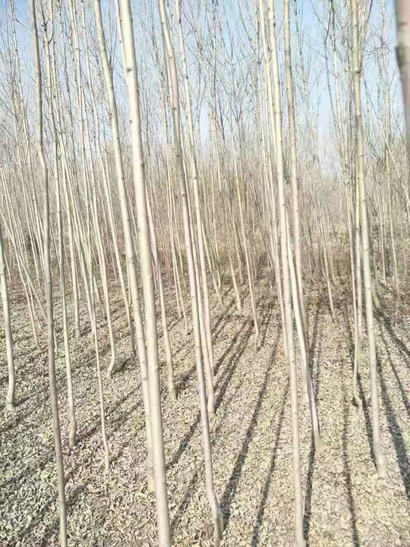 白蜡，速生白蜡2公分3公分4公分6公分8公分9公分一级树