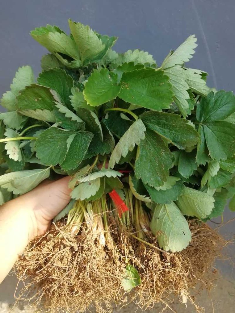 法兰地草莓苗全程售后服务包成活率包邮到家