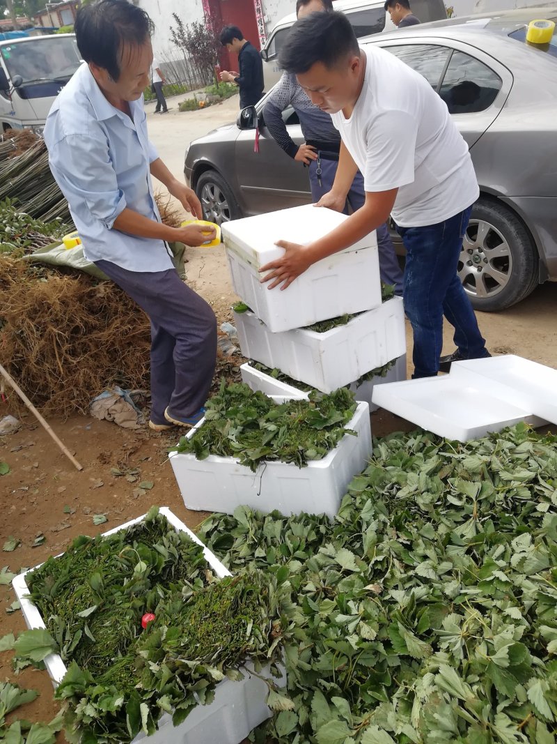 法兰地草莓苗全程售后服务包成活率包邮到家