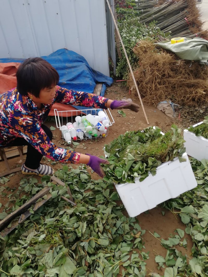 法兰地草莓苗全程售后服务包成活率包邮到家