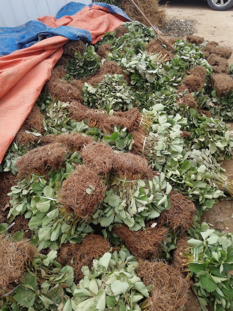 法兰地草莓苗全程售后服务包成活率包邮到家