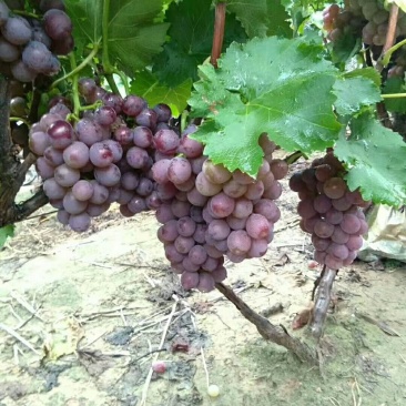 巨峰葡萄大量上市口感好酒厂专用葡萄基地供应