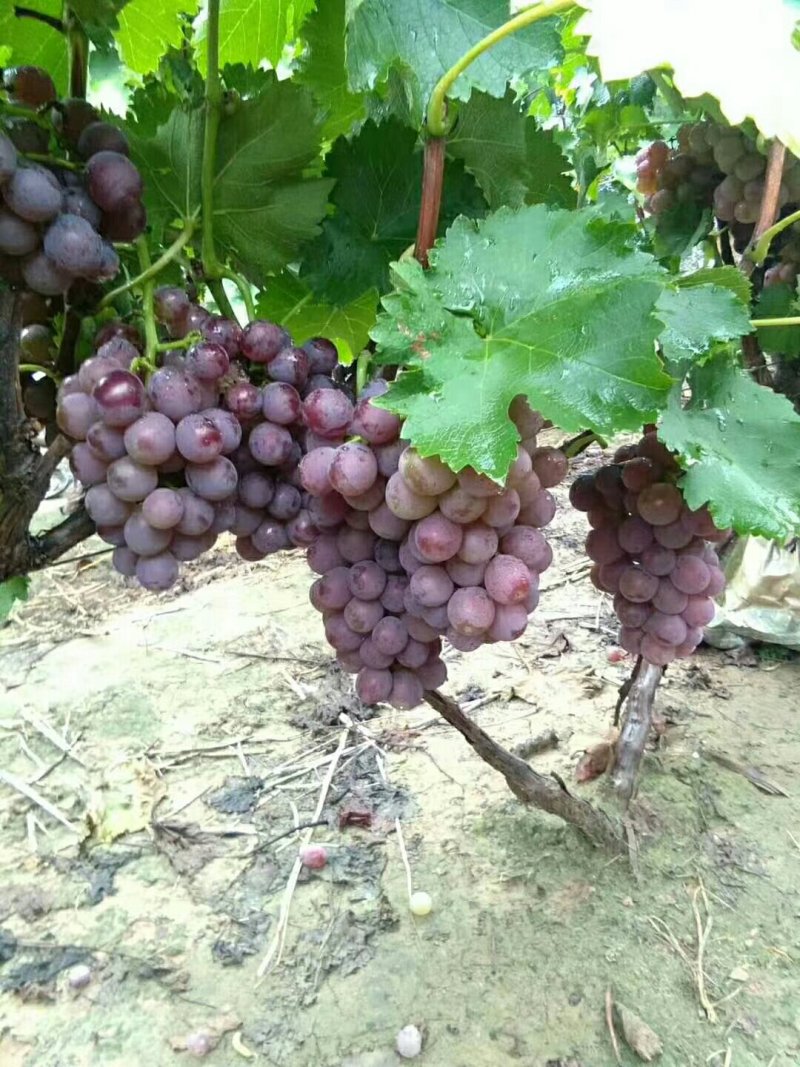 巨峰葡萄大量上市口感好酒厂专用葡萄基地供应