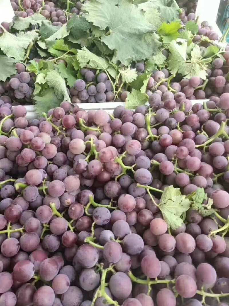 巨峰葡萄大量上市口感好酒厂专用葡萄基地供应