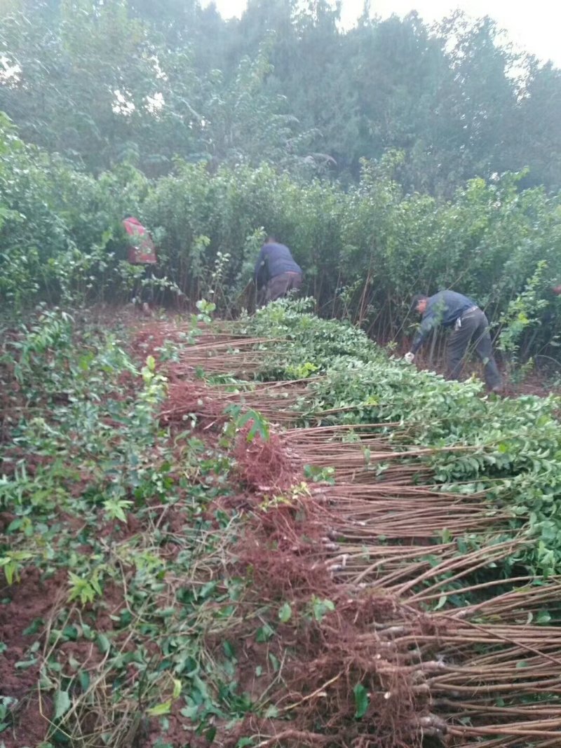 苗圃现挖李子苗，五月脆，蜂糖李，半边红，包邮包技术，死苗补发