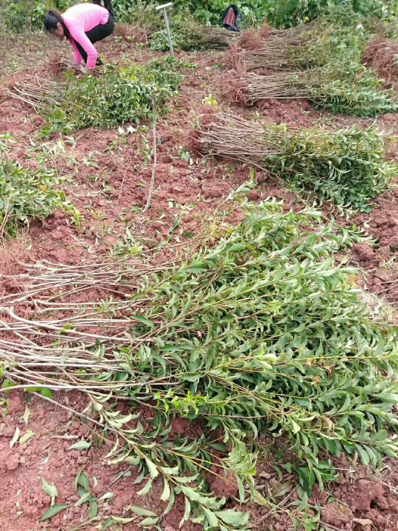 苗圃现挖李子苗，五月脆，蜂糖李，半边红，包邮包技术，死苗补发