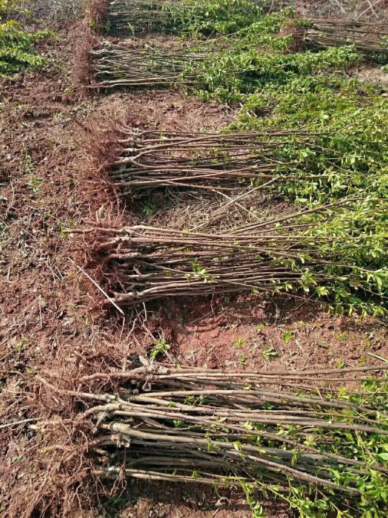 李子苗，蜂糖李，5月脆，脆红李，基地直供，包邮包技术
