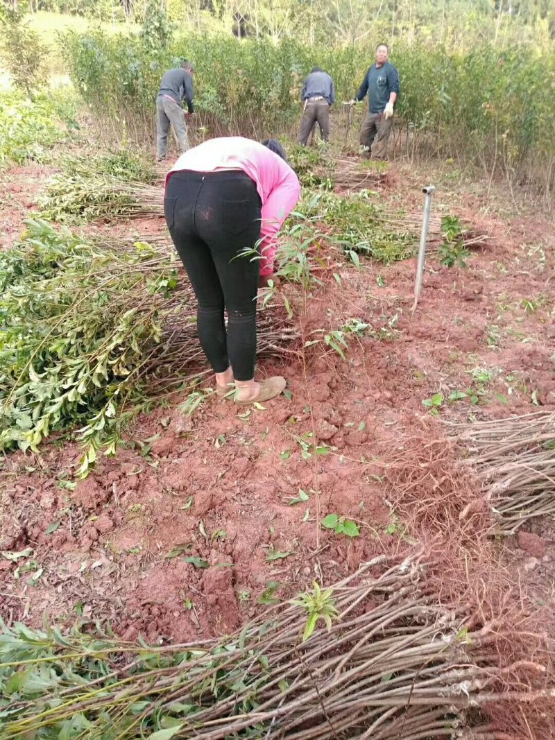 李子苗，脆红李基地直供，包邮，包成活，包技术。死苗补发。