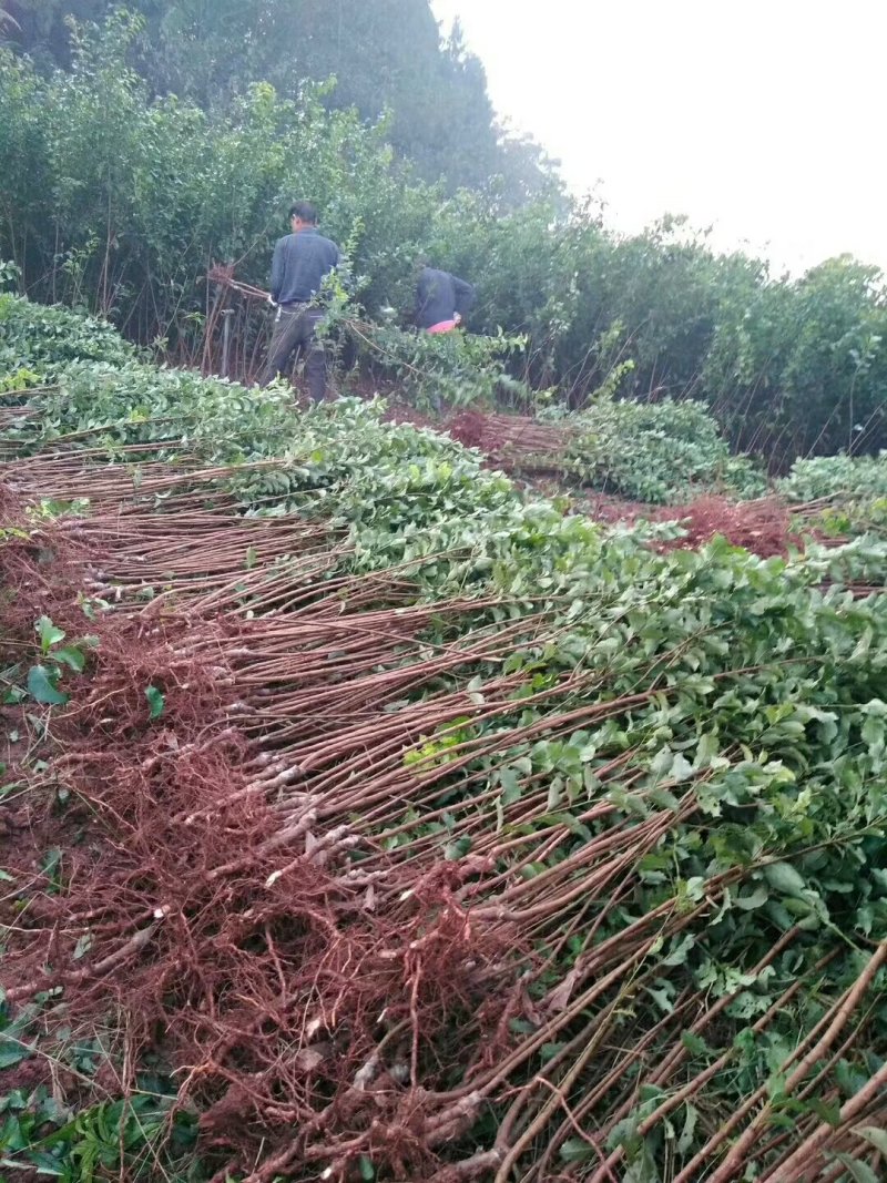 苗圃现挖，蜂糖李子苗，品种纯正包邮，包成活，死苗补发