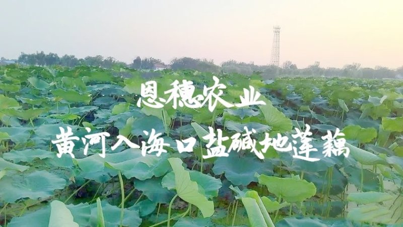 水果藕藕种研究所直供产量高