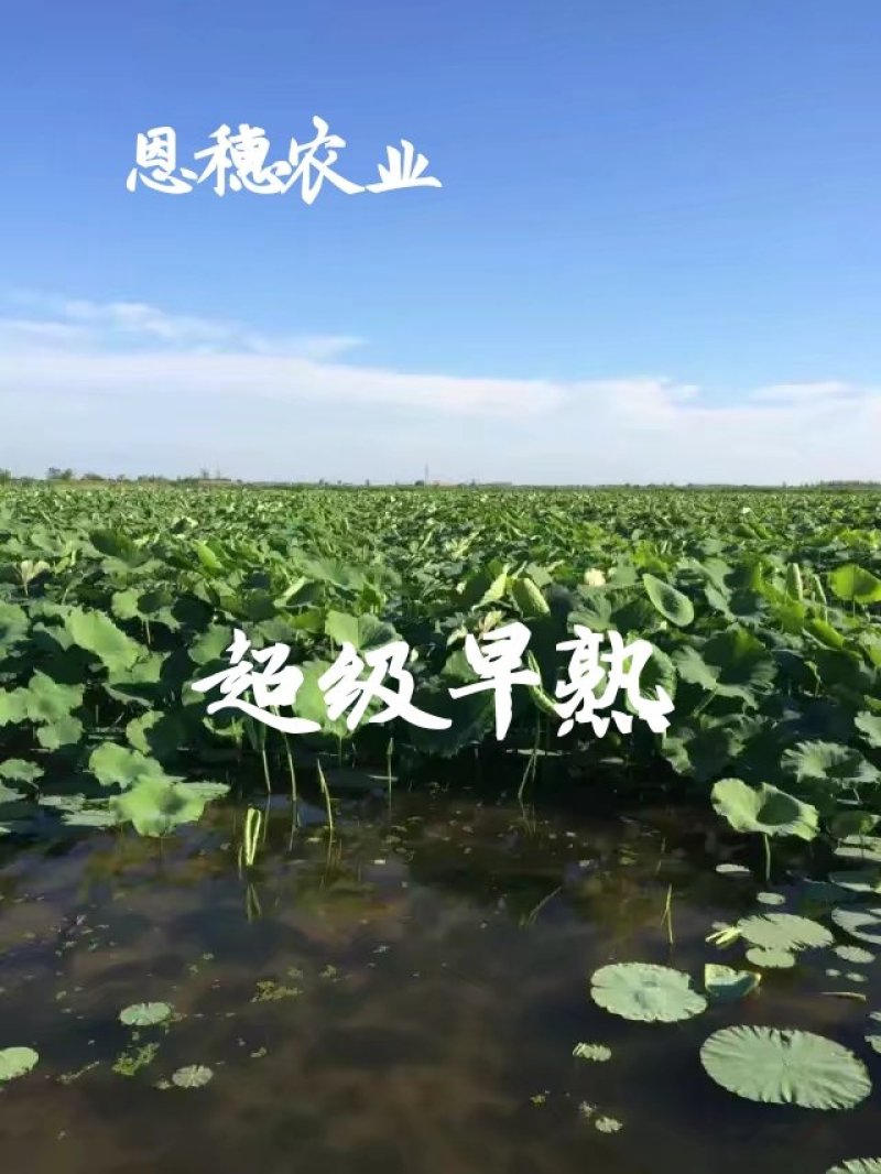 水果藕藕种研究所直供产量高