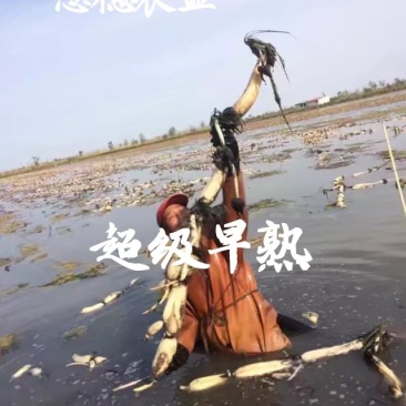 水果藕藕种研究所直供产量高