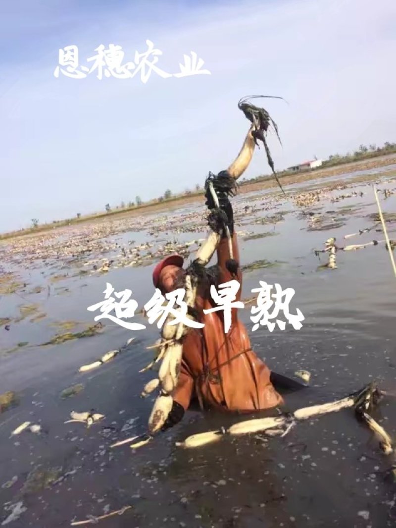 水果藕藕种研究所直供产量高