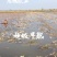 水果藕藕种研究所直供产量高