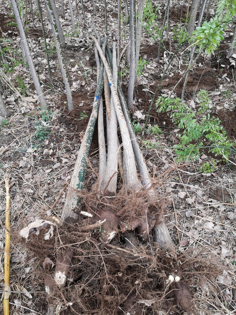主营107杨树国槐垂柳各种绿化树