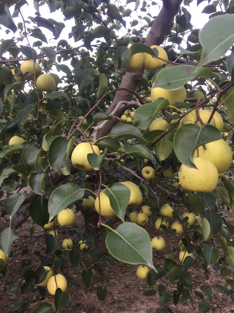 宁陵县金顶谢花酥梨