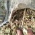 优质花生秧牛羊驴马草无土无膜无霉麦草，小麦秸秆