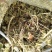 优质花生秧牛羊驴马草无土无膜无霉麦草，小麦秸秆