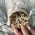优质花生秧牛羊驴马草无土无膜无霉麦草，小麦秸秆