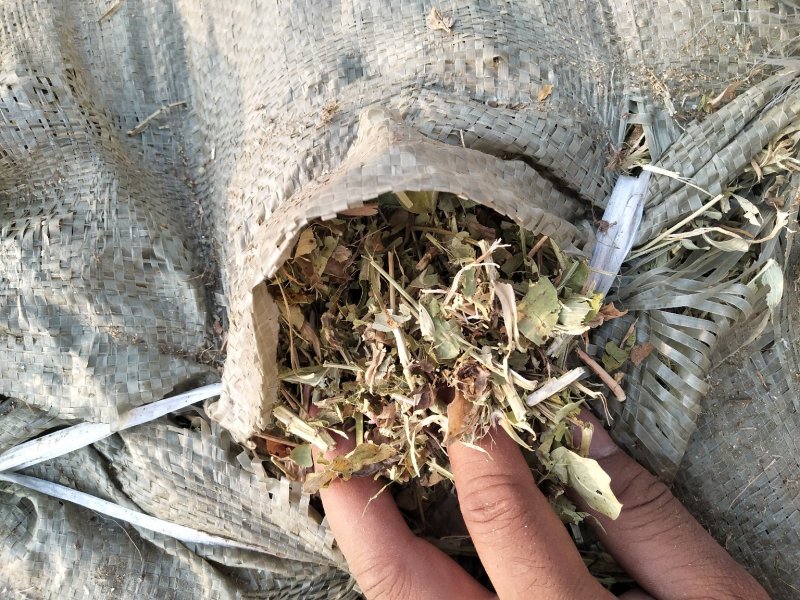 优质花生秧牛羊驴马草无土无膜无霉麦草，小麦秸秆