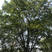 各种大树。三角枫。皂角树。朴树。欢迎咨询。
