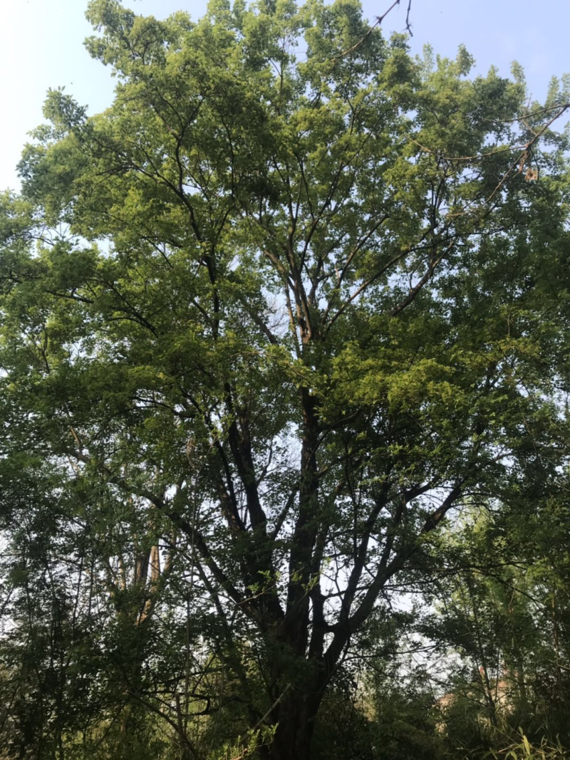 各种大树。三角枫。皂角树。朴树。欢迎咨询。
