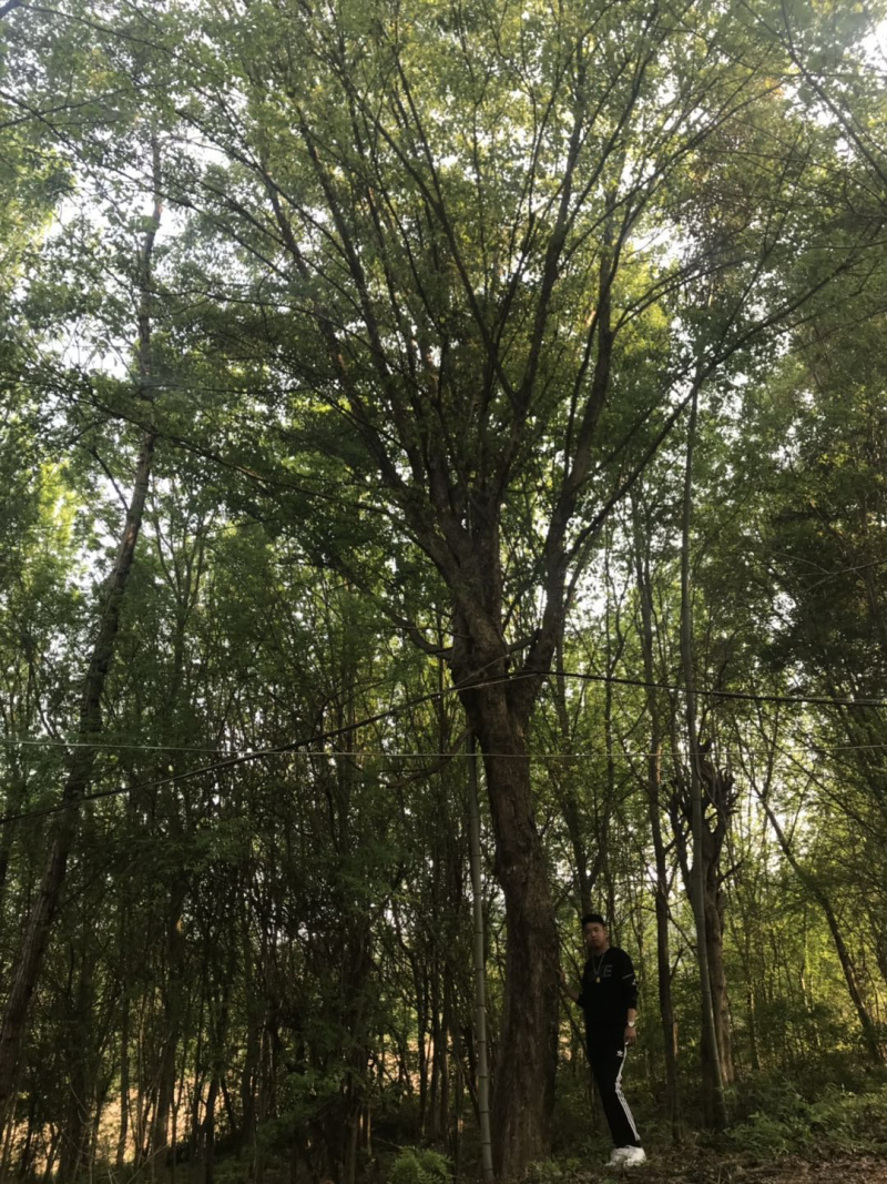 各种大树。三角枫。皂角树。朴树。欢迎咨询。