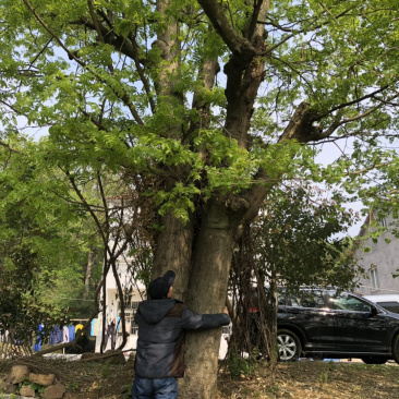 各种大树。三角枫。皂角树。朴树。欢迎咨询。