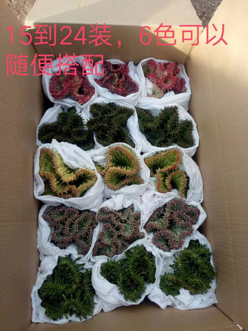 24装玉麒麟彩麒麟春风多肉仙人掌镇宅之宝花卉绿植