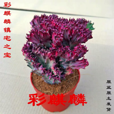24装玉麒麟彩麒麟春风多肉仙人掌镇宅之宝花卉绿植