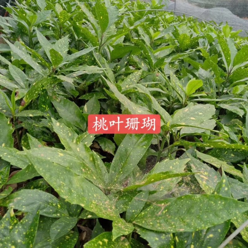 洒金珊瑚桃叶珊瑚湖南桃叶珊瑚地苗杯苗苗好数足
