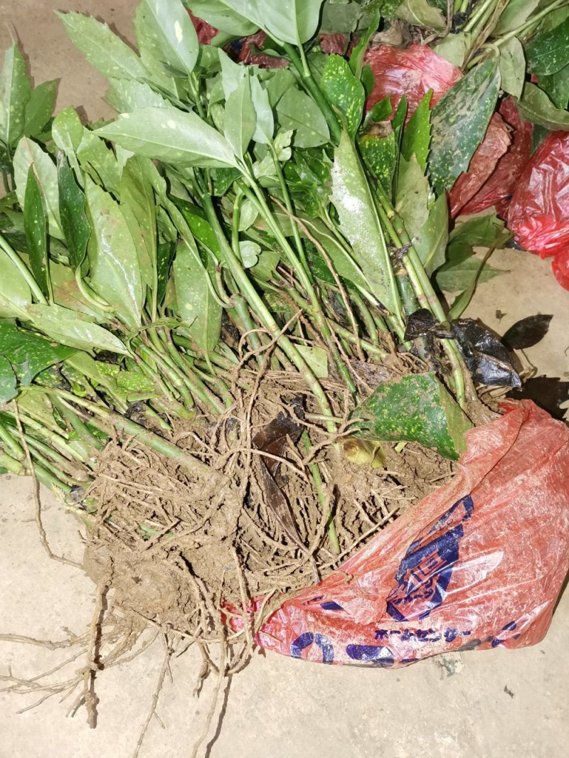 洒金珊瑚桃叶珊瑚湖南桃叶珊瑚地苗杯苗苗好数足