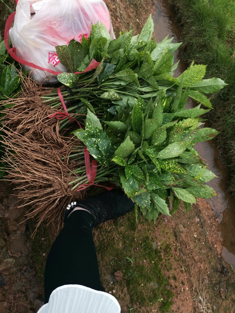 洒金珊瑚桃叶珊瑚湖南桃叶珊瑚地苗杯苗苗好数足