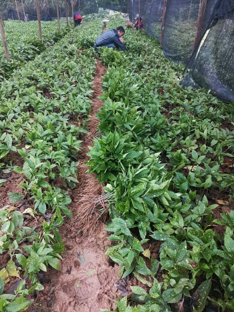 洒金珊瑚桃叶珊瑚湖南桃叶珊瑚地苗杯苗苗好数足