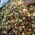 马牙枣