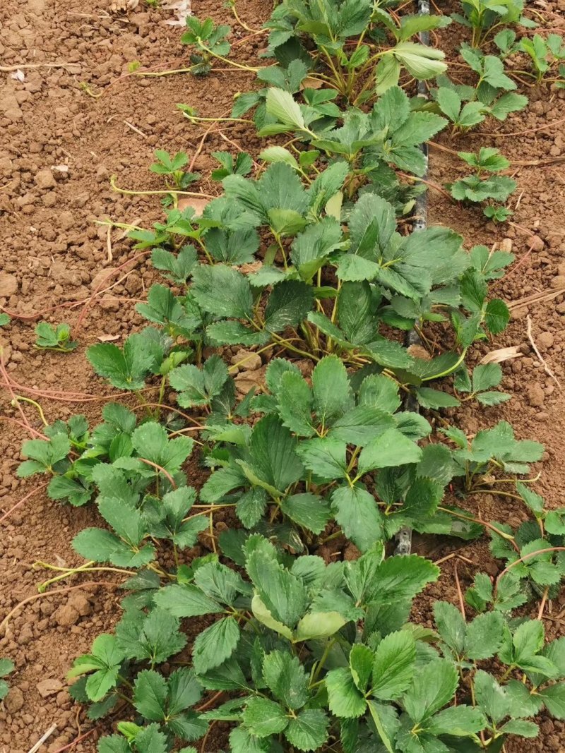 适合云南草莓苗适合云南种植草莓苗批发量大优惠