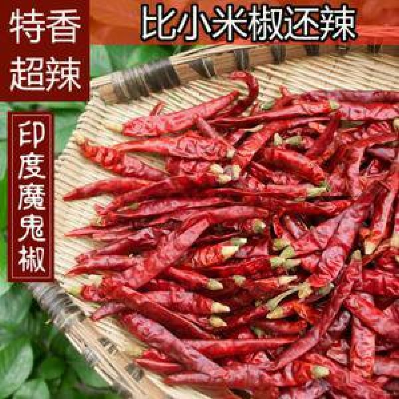 高辣度干辣椒魔鬼辣印度椒辣椒王S17