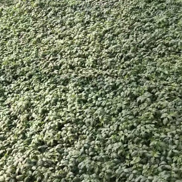 草莓口感西红柿苗，产量高，品质好，量大价优