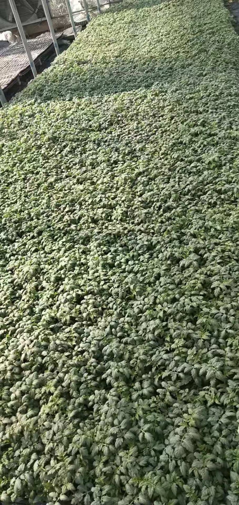 草莓口感西红柿苗，产量高，品质好，量大价优