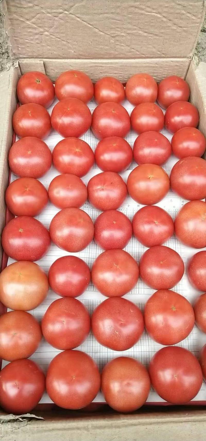 草莓口感西红柿苗，产量高，品质好，量大价优