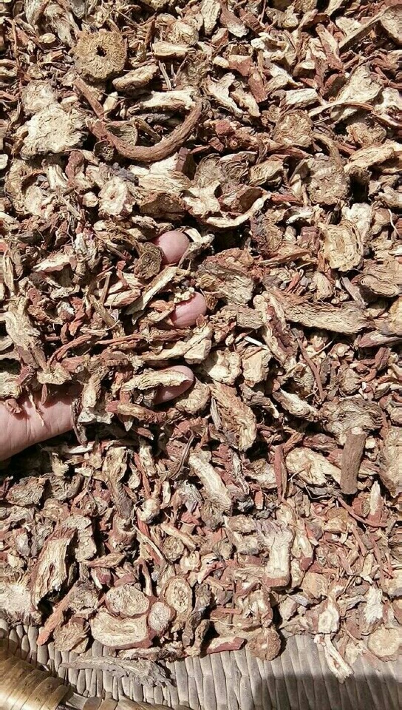 当归甘肃定西药材种槙户