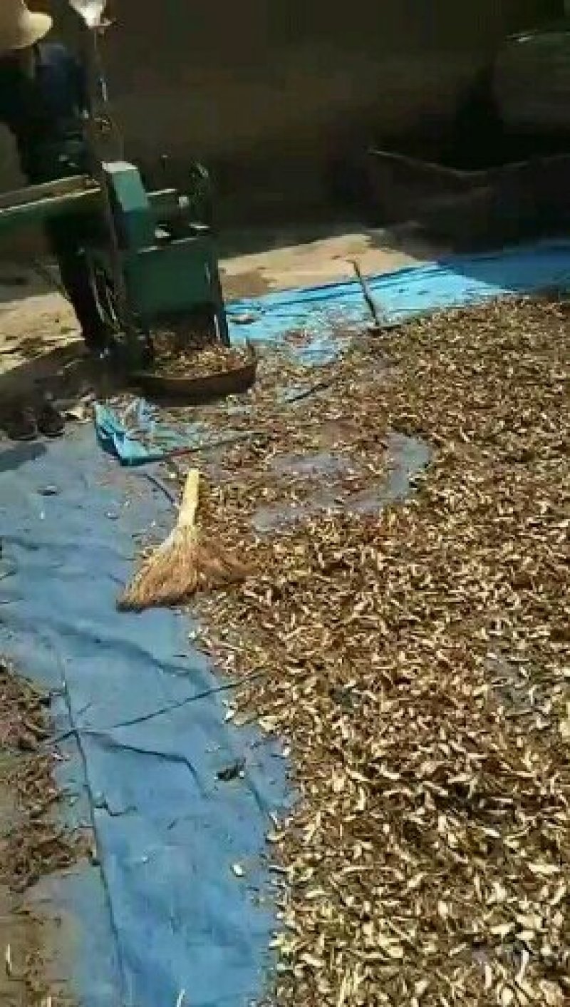 当归甘肃定西药材种槙户