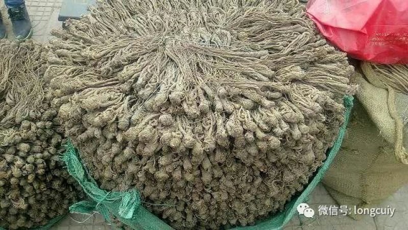 当归甘肃定西药材种槙户