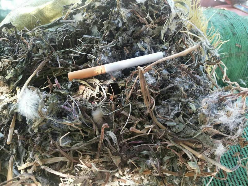 当归甘肃定西药材种槙户