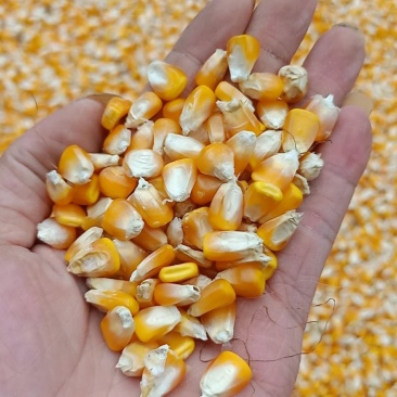 玉米粒