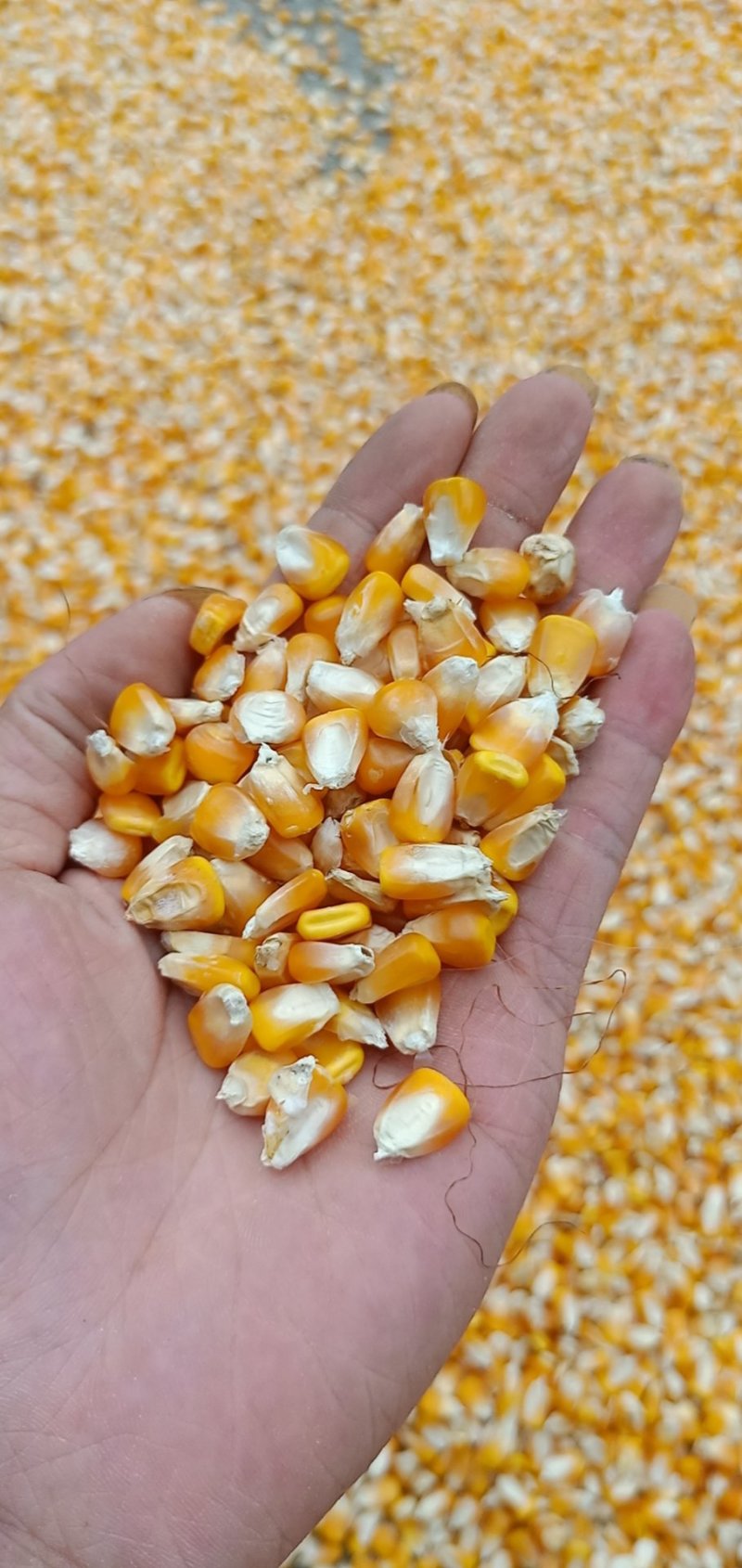 玉米粒