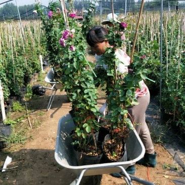 滕本欧洲月季
